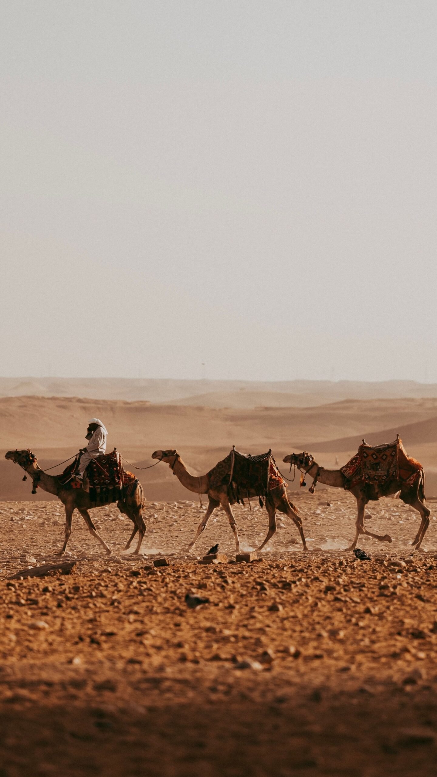 egypet Desert Safari